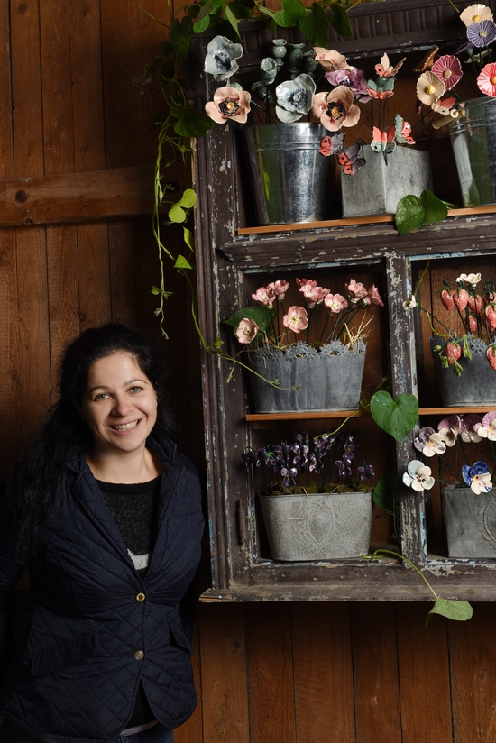 Szellőrózsa - Fehér